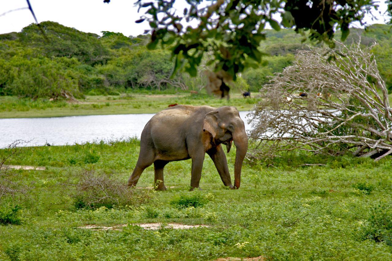 Hotel The Yala Adventure Tissamaharama Zewnętrze zdjęcie